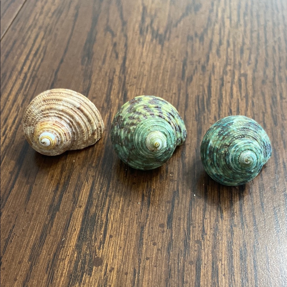“5/$20” .6 inch O shaped opening lot of three hermit crab shells